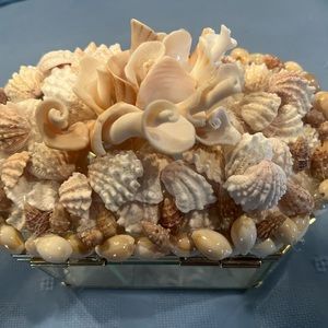 Hand  Collected  Shells for Seashell Glass Music Box